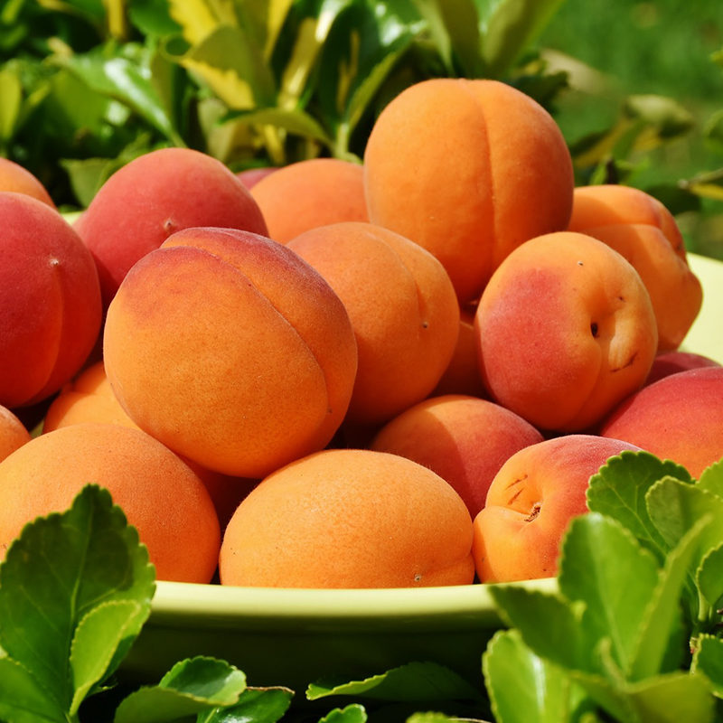 Apricots